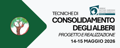 Tecniche di consolidamento degli alberi: Progetto e realizzazione