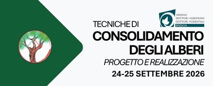 Tecniche di consolidamento degli alberi: Progetto e realizzazione